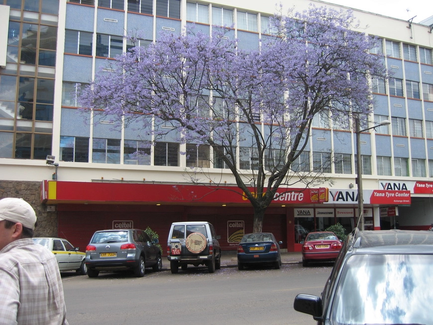 Загрузка картинки - Найроби, центр. Местная сейба