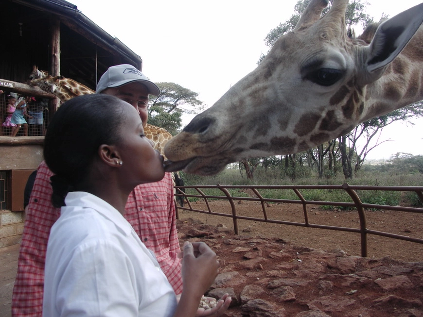Загрузка картинки - Найроби, жирафий парк. Беки и жираф