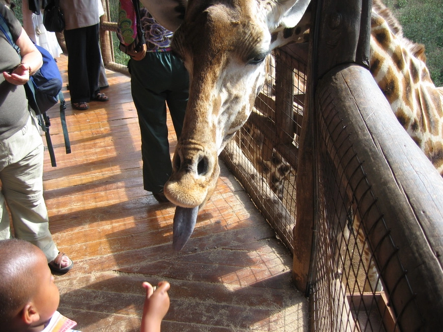 Загрузка картинки - Найроби, жирафий парк. Длинношеее, длинноязыковое