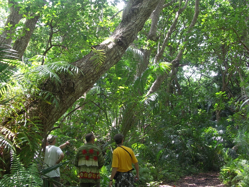 Загрузка картинки - Занзибар, национальный парк. Реликтовый лес