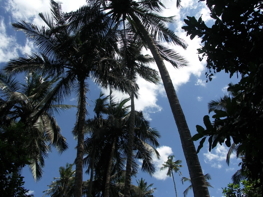 Загрузка картинки - Занзибар, национальный парк. Реликтовый лес