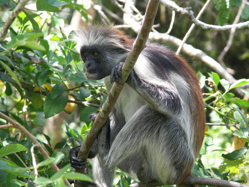 Загрузка картинки - Занзибар, национальный парк. Колобусы