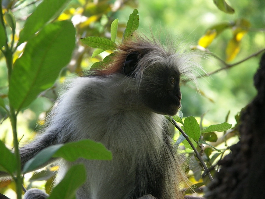 Загрузка картинки - Занзибар, национальный парк. Колобусы