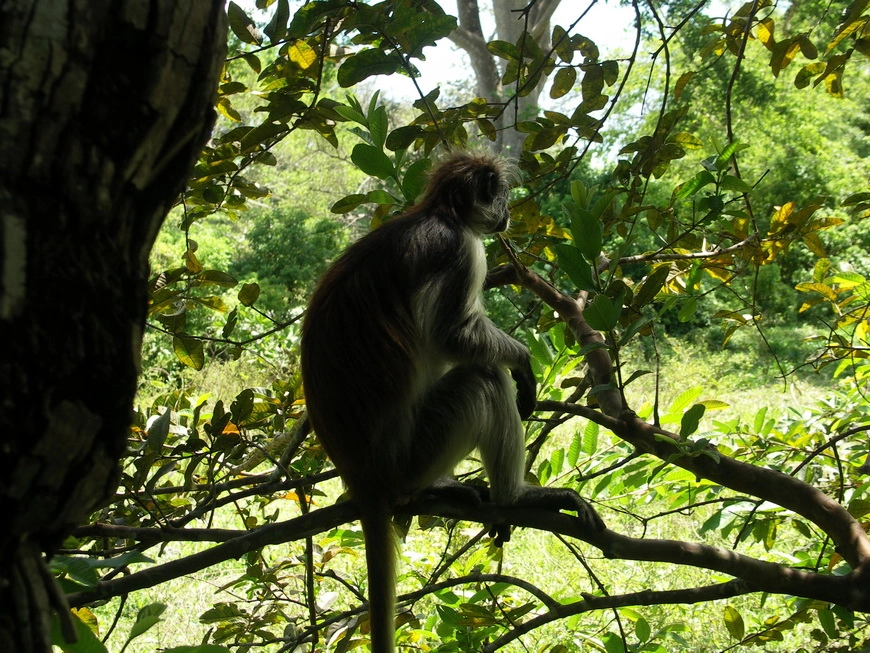 Загрузка картинки - Занзибар, национальный парк. Колобусы