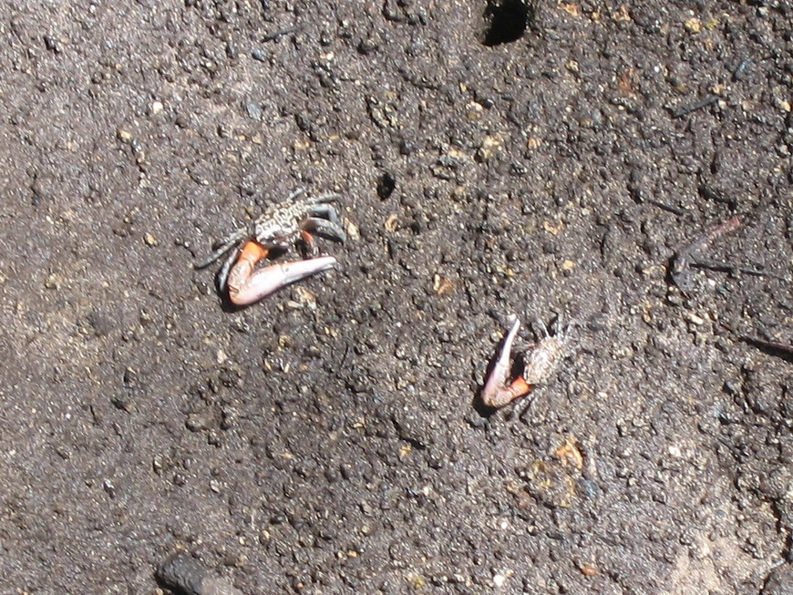 Загрузка картинки - Занзибар, национальный парк. Одноруки бандиты показывают нам крабика