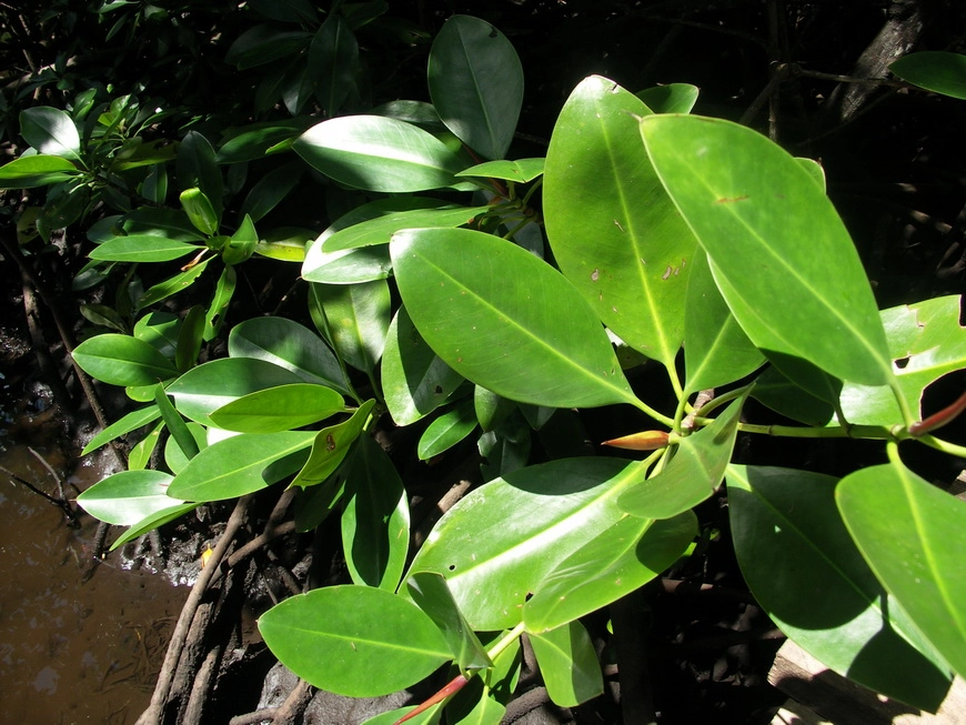 Загрузка картинки - Занзибар, национальный парк, Мангры