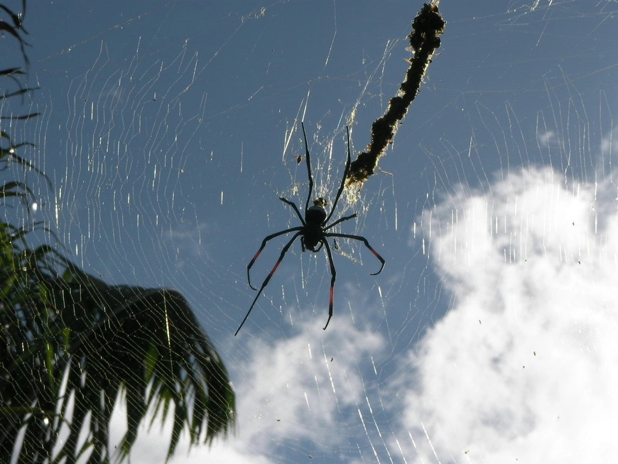 Загрузка картинки - Занзибар, отель Амаан. Эль мучо грандэ Паук