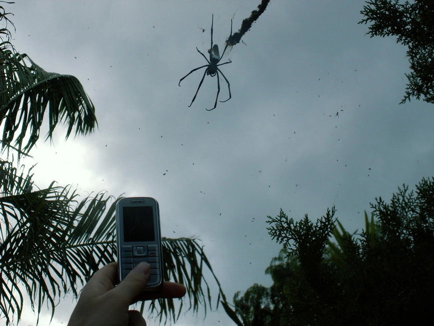 Загрузка картинки - Занзибар, отель Амаан. Эль мучо грандэ Паук