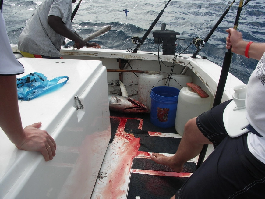 Загрузка картинки - Индийский океан. Кровавая рыбалка