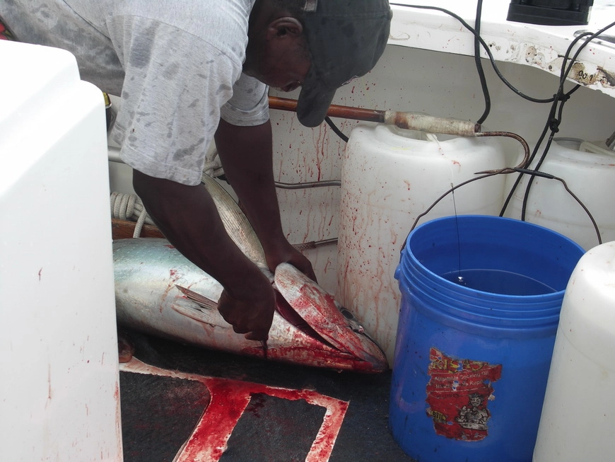 Загрузка картинки - Индийский океан. Помощник Лом режет глотку туне