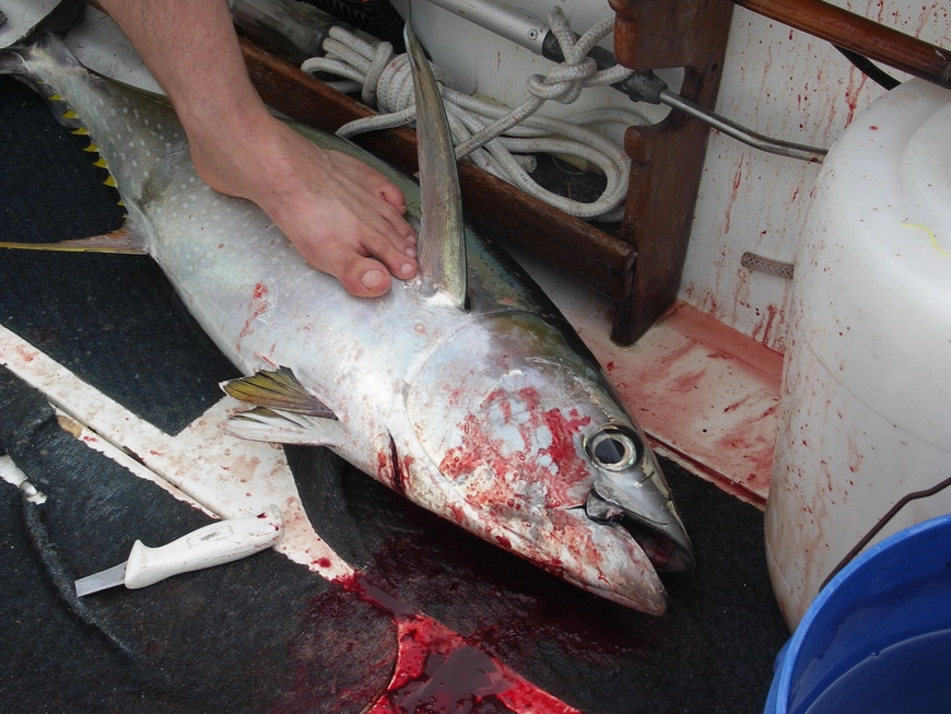 Загрузка картинки - Индийский океан. Эль Улов Марика