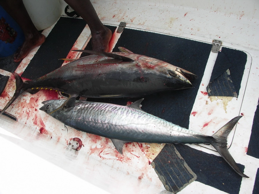 Загрузка картинки - Индийский океан. Туна и Кинг-фиш