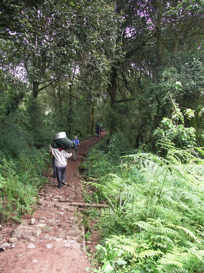 Загрузка картинки - Килиманджаро, Маршрут Мачаме. Тропа среди тропического леса