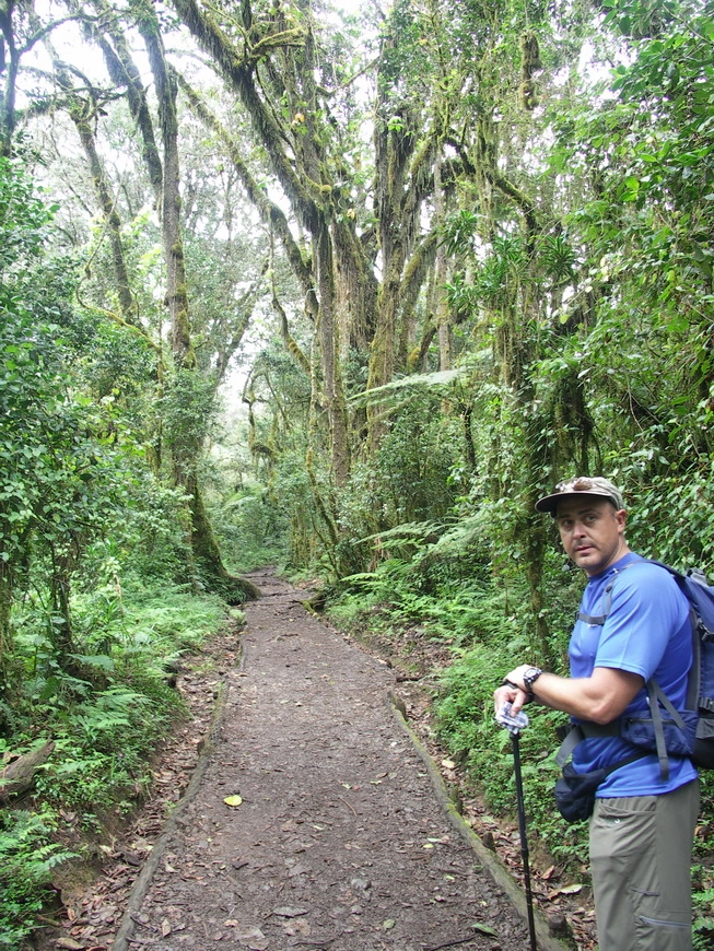 Загрузка картинки - Килиманджаро, Маршрут Мачаме. Тропический лес