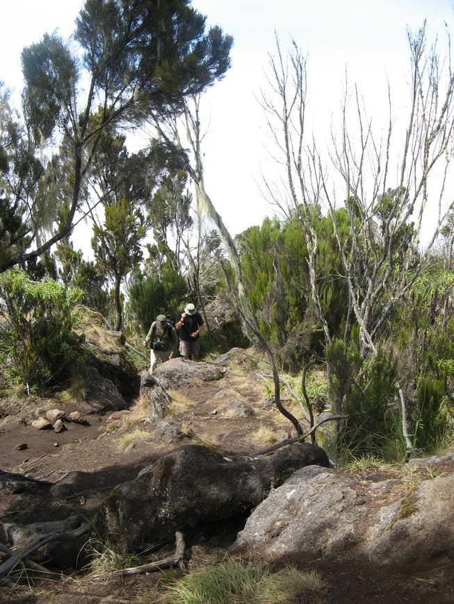 Загрузка картинки - Килиманджаро, маршрут Мачаме. Какие-то рыги в пути