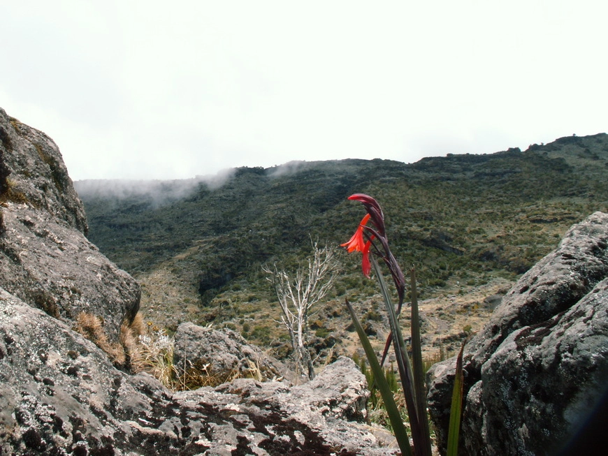 Загрузка картинки - Килиманджаро, маршрут Мачаме. Очередная климатическая зона
