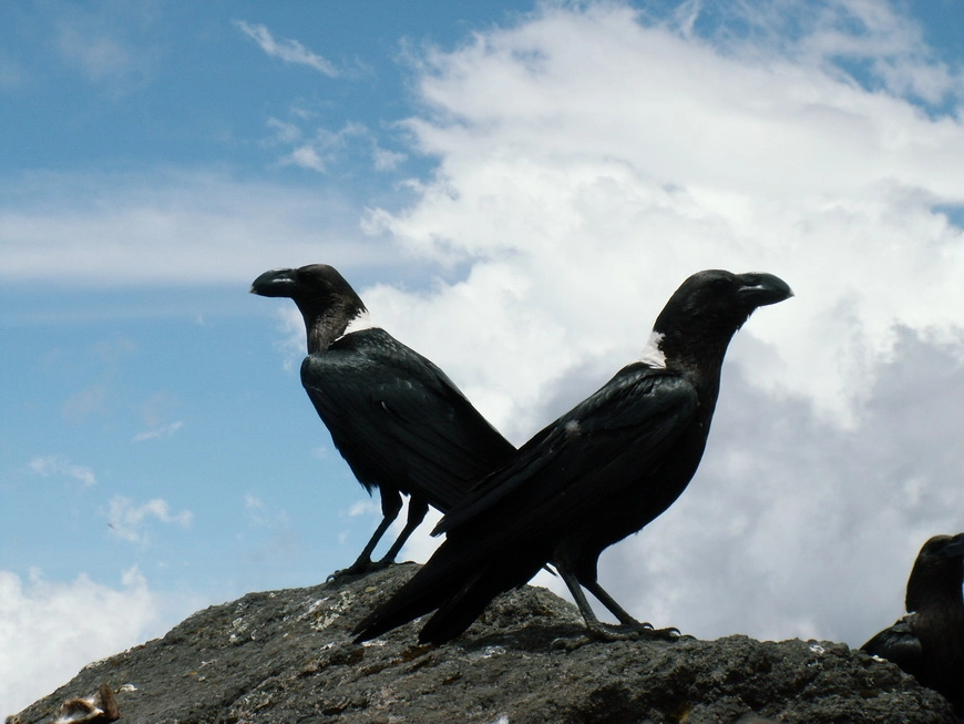 Загрузка картинки - Килиманджаро, маршрут Мачаме. Местные обитатели