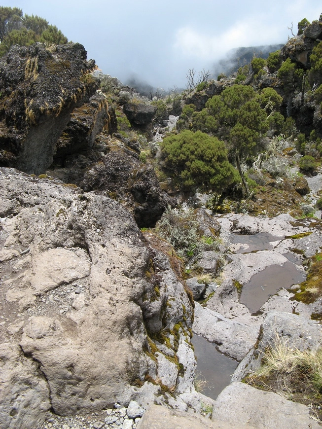 Загрузка картинки - Килиманджаро, маршрут Мачаме. Тропическая тундра