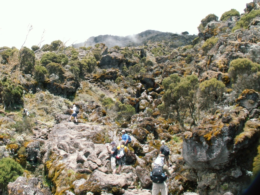 Загрузка картинки - Килиманджаро, маршрут Мачаме. Тропа среди тунры