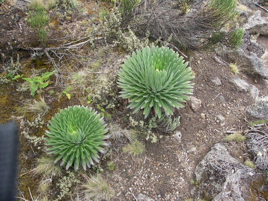 Загрузка картинки - Килиманджаро, маршрут Мачаме. Тундровая растительность