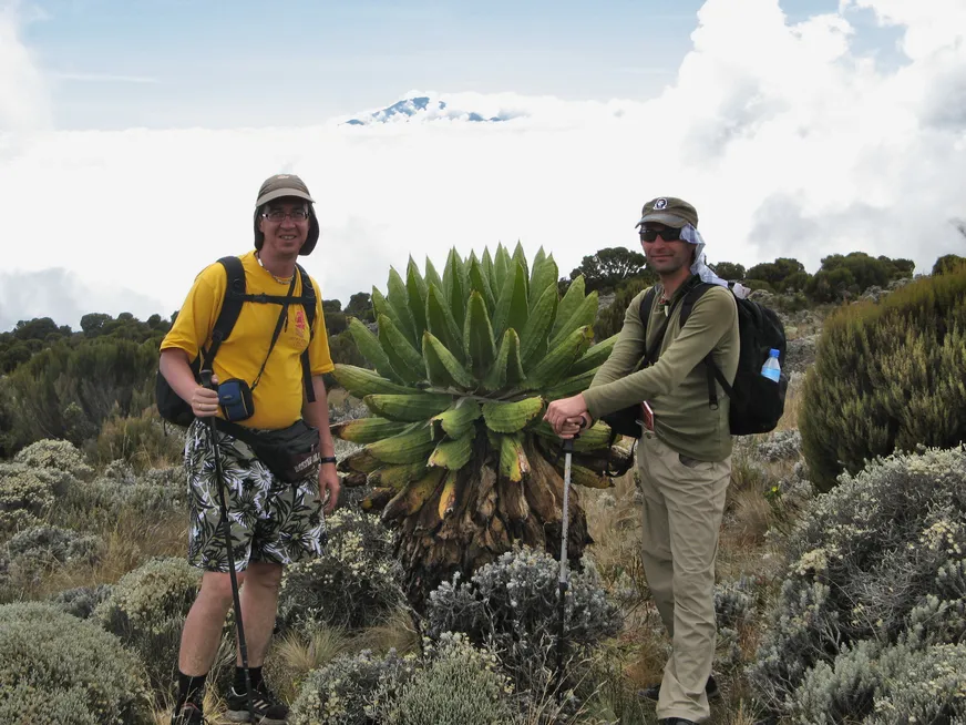 Загрузка картинки - Килиманджаро, маршрут Мачаме. Какие-то рыги на фоне эндемичных бахчевых ананасов
