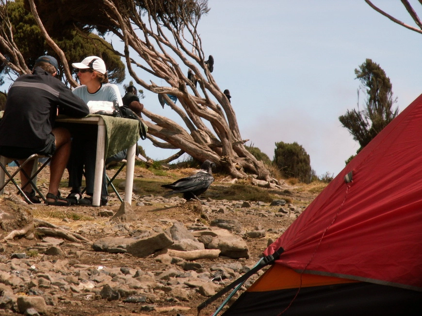 Загрузка картинки - Килиманджаро, Шира Кэмп. Зеландцы за своими столами-стульями, насытившись, проводят досуг