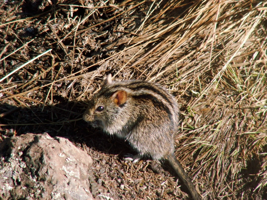 Загрузка картинки - Килиманджаро, Барранко Кэмп. Местные обитатели