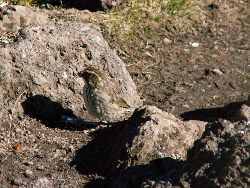 Загрузка картинки - Килиманджаро, Барранко Кэмп. Местные обитатели