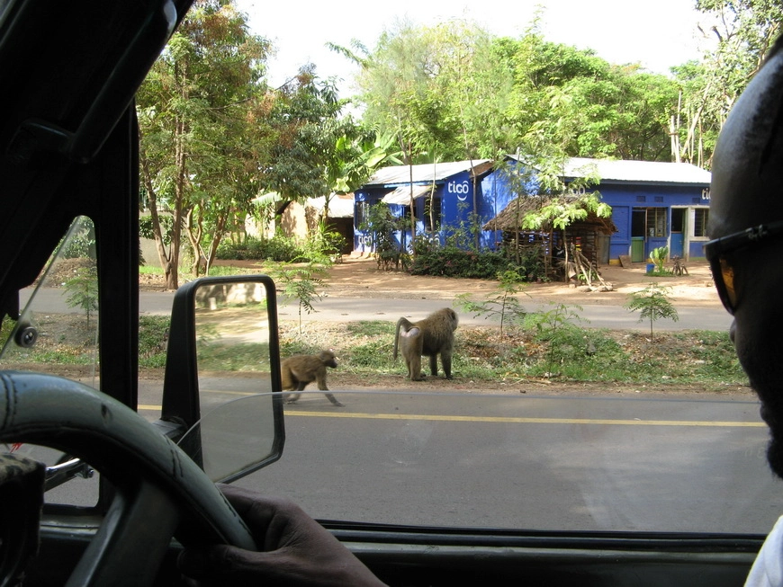 Загрузка картинки - Маньяра. Бабуины