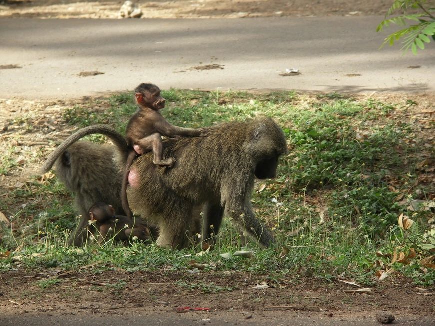 Загрузка картинки - Маньяра. Бабуины на обочине