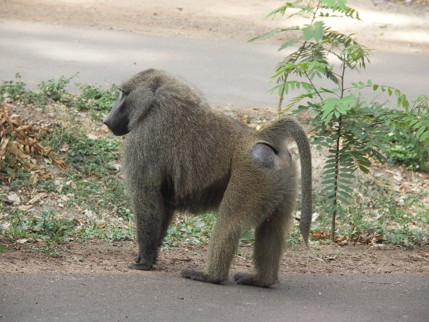 Загрузка картинки - Маньяра. Бабуины на обочине