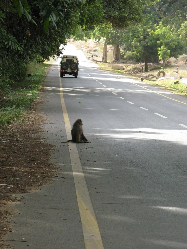 Загрузка картинки - Маньяра. Бабуины на обочине