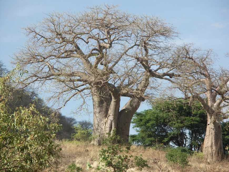 Загрузка картинки - Маньяра. Баобабы