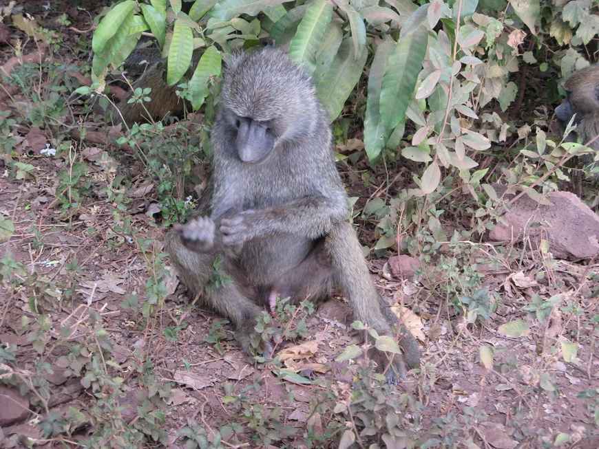 Загрузка картинки - Маньяра. Бабуин-мальчик