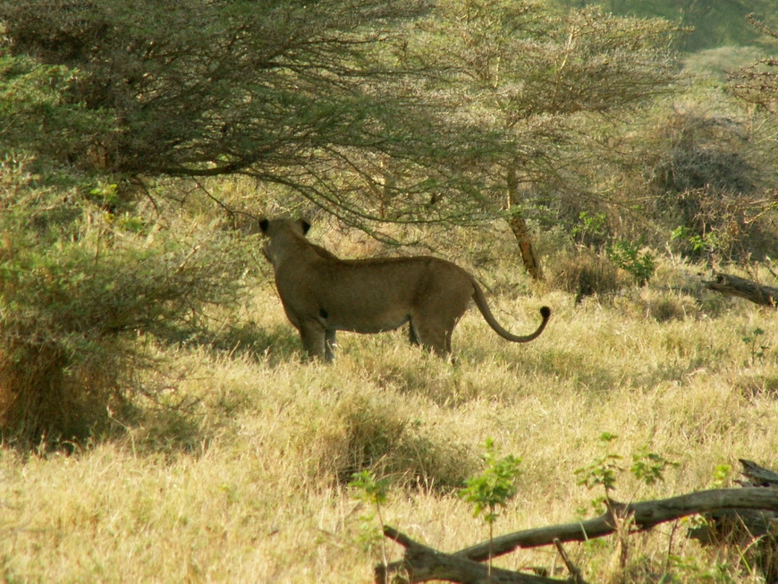 Загрузка картинки - Национальный парк Маньяра. Львица