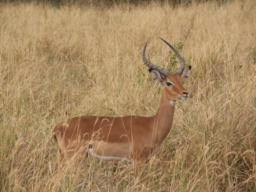 Загрузка картинки - Национальный парк Маньяра. Газели