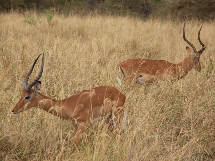 Загрузка картинки - Национальный парк Маньяра. Газели