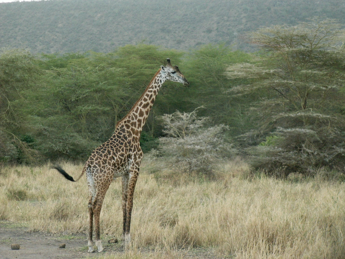 Загрузка картинки - Национальный парк Маньяра. Жираф