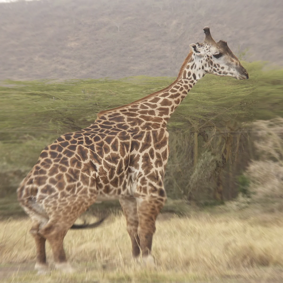 Загрузка картинки - Национальный парк Маньяра. Попытка поправить жирафа в Фотошопе