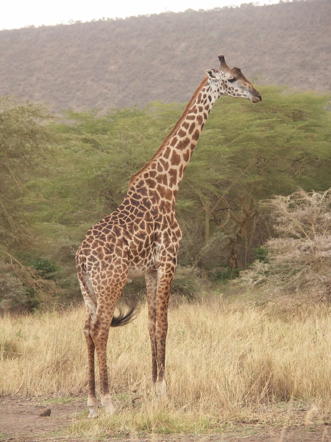 Загрузка картинки - Национальный парк Маньяра. Жираф