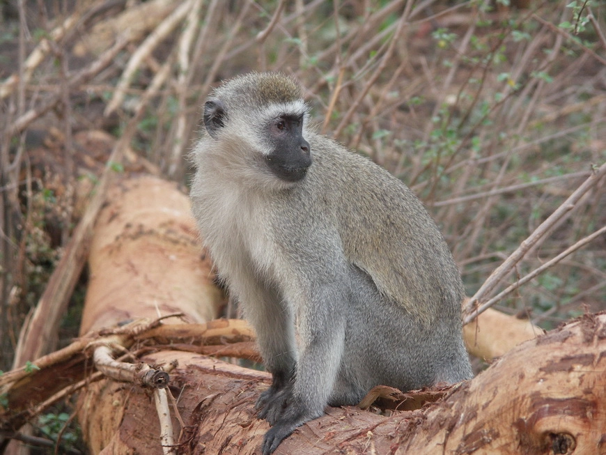 Загрузка картинки - Национальный парк Маньяра. Вельветовая обезьяна