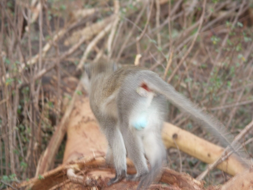 Загрузка картинки - Национальный парк Маньяра. Вельветовые причиндалы