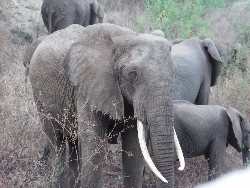 Загрузка картинки - Национальный парк Маньяра. Слоны