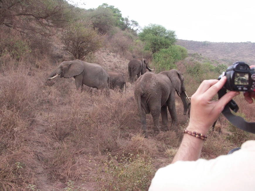 Загрузка картинки - Национальный парк Маньяра. Слоны на обочине