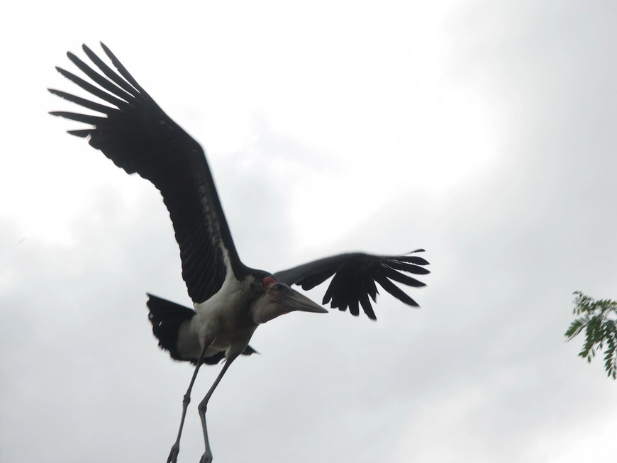 Загрузка картинки - Маньяра. Чудо-птеродактиль