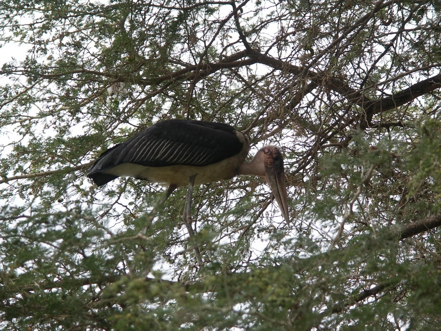 Загрузка картинки - Маньяра. Марабу