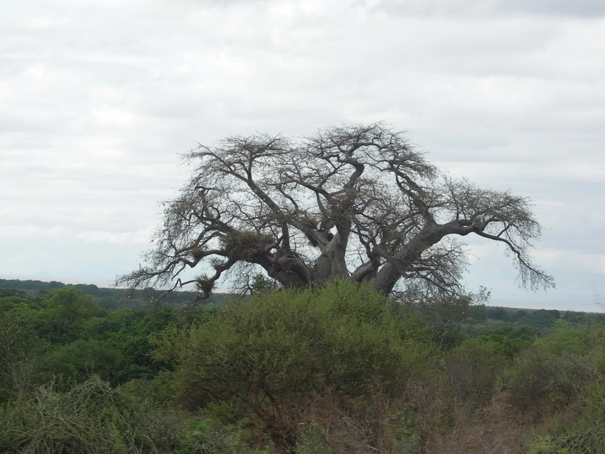 Загрузка картинки - Селение Карату. Баобаб