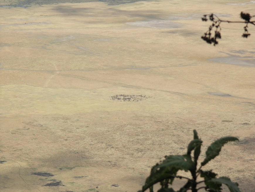 Загрузка картинки - Нгоро-Нгоро. Какие-то звери вдали на дне кратера