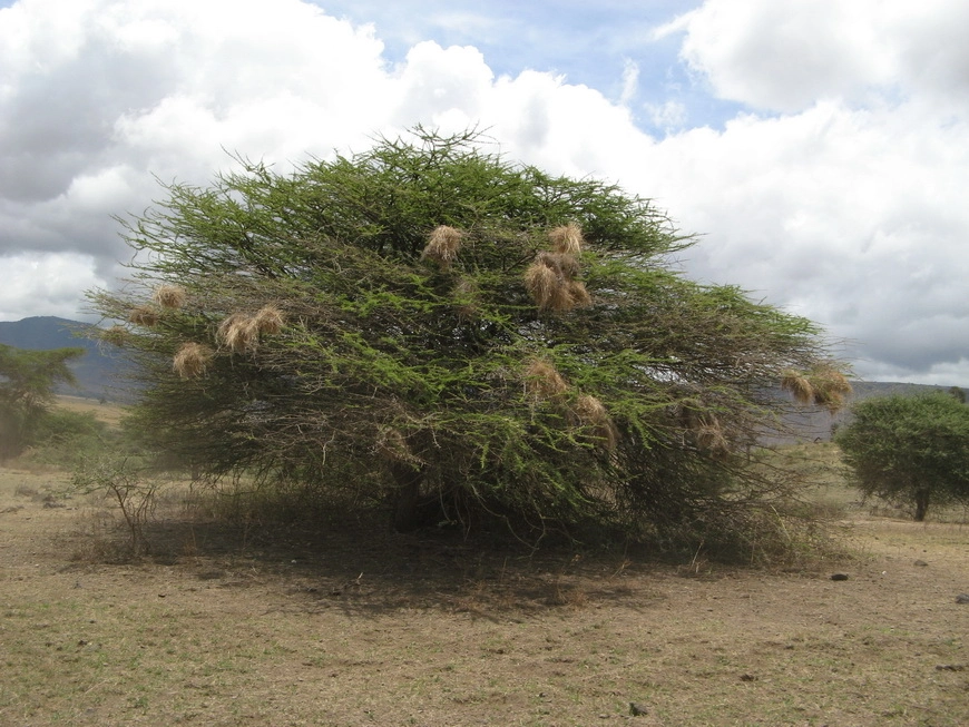 Загрузка картинки - Нгоро-Нгоро. Растительность