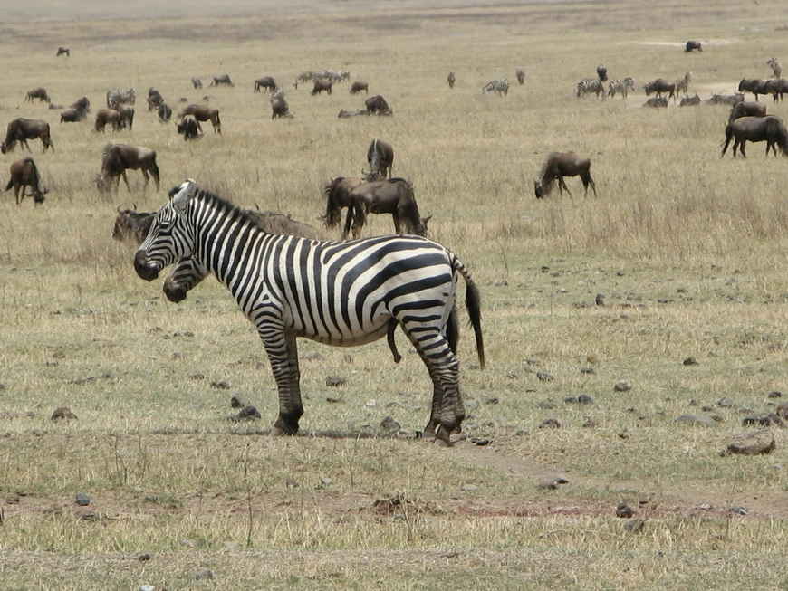 Загрузка картинки - Нгоро-Нгоро, обитатели. Зебрам тоже хочется любви